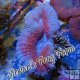 Blue & Pink Lobophyllia Blue & Pink Lobophyllia