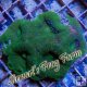 Bright Green Acan Bowerbanki Bright Green Acan Bowerbanki