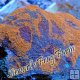 Orange Crush Acan Orange Crush Acan