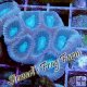 Pink & Blue Prism Favia Pink & Blue Prism Favia