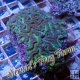 Green Maze Coral Green Maze Coral